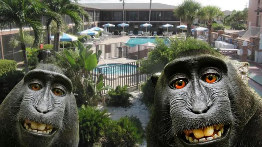 Florida timeshare company accused of monkey business by zoo owner.